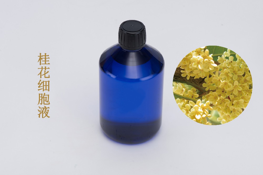 桂花細(xì)胞液